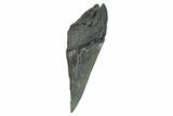 Partial Fossil Megalodon Tooth - South Carolina #274588-1